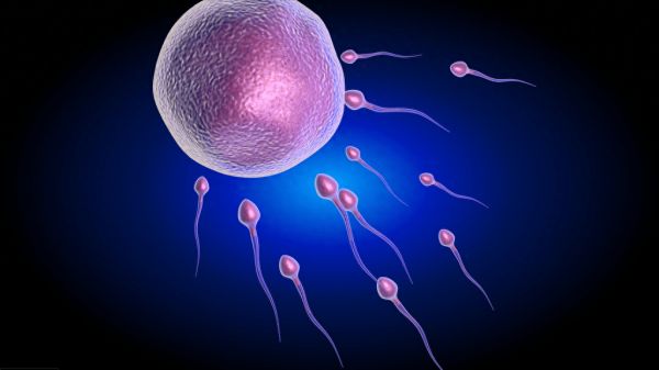 "揭秘男性精子质量的关键，竟然是这个？"